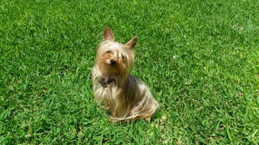 Daisy, le gusta el sol, la gente, es un pollo siempre intenta pillar algo, no le gusta los niños chicos que la cojan y la espachurren, y no le gusta ni un perro ni cachorro ni adulto ni chico ni grande ni negro ni blanco NINGUNO. No les ataca, solo los evita y si se ponen pesados le ladra y se va.